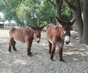 Und die Eselin sah den Engel Gottes