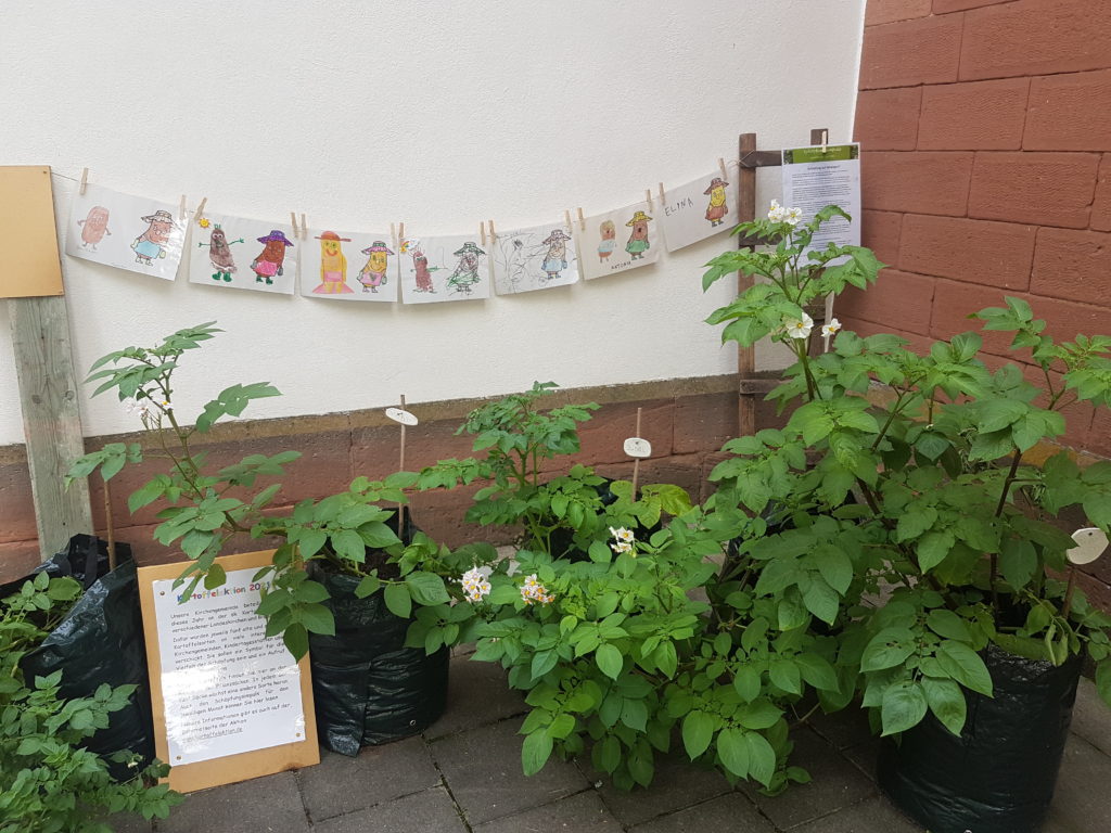 Heimischer Kartoffelanbau schützt das Klima