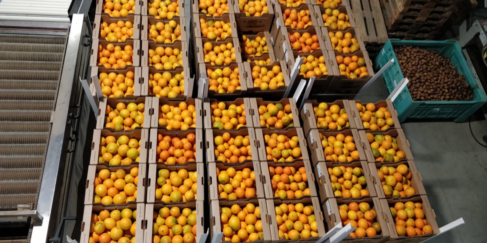 Orangen_Lieferung-11.2022_WDKY4890