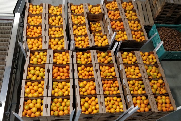 Orangen_Lieferung-11.2022_WDKY4890